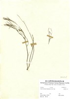 藏品(臺灣筷子芥)的圖片